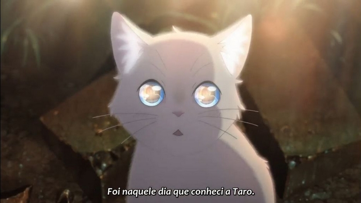 OLHOS DE GATO 2 NAKITAI WATASHI WA NEKO WO KABURU 2 