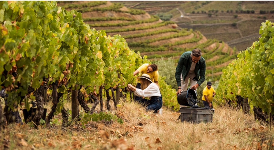 A Revolução do Turismo Rural em Portugal - Anime United